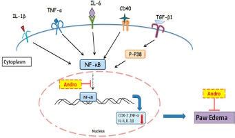 What Is Freund’s Complete Adjuvant And Where We Use It? | by Guangzhou ...