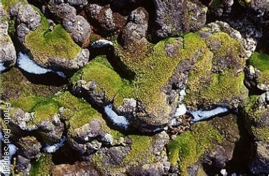 Questions - Antarctic Plants, Mosses