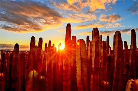 Cactus Sunset Stock Photos, Images and Backgrounds for Free Download