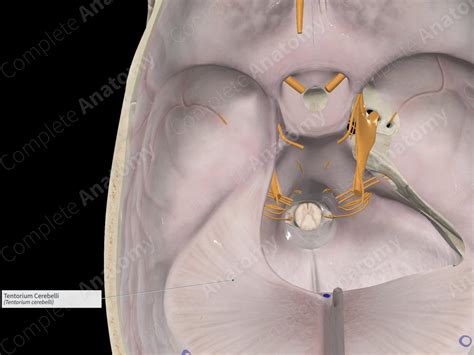 Tentorium Cerebelli | Complete Anatomy