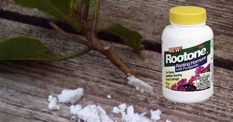 How To Use Rootone Rooting Hormone To Start More Plants