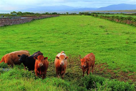 Curious Cows in County Kerry Ireland Photograph by Greg Matchick | Fine ...