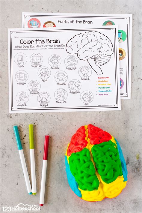 Parts of the Brain Activity for Kids, Brain Diagram, and Worksheets fo – Open Edutalk