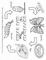 Caterpillar Butterfly Coloring Pages sketch template