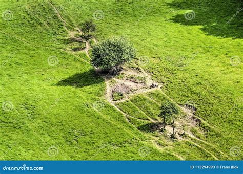 Trees and hiking trails stock image. Image of trails - 113294993