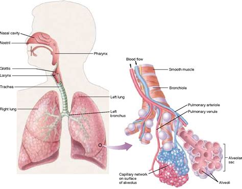 Figure 53.10 from 53 Respiration Concept Outline 53.1 Respiration Involves the Diffusion of ...