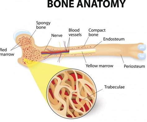 Bone (Osseous Tissue) types, structure, function & importance | Tissue ...