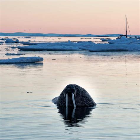 Walrus Rookeries And The Island Of “Misery”: The Last Phase Of The Arctic Expedition Of Ivan Kutasov