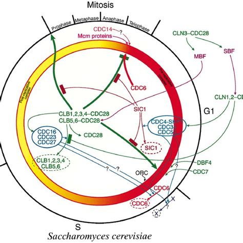 Cell cycle regulation of DNA replication in Schizosaccharomyces pombe.... | Download Scientific ...