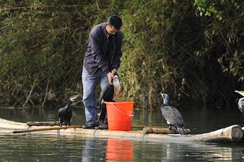 Cormorant Fishing (3) | Guilin | Pictures | China in Global-Geography