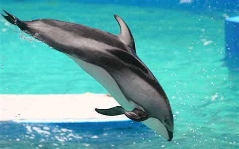 Pacific White-Sided Dolphin (Lagenorhynchus obliquidens) | Dolphins World