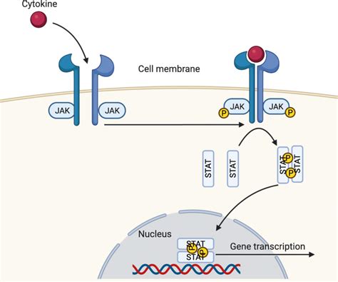 Cytokine signaling through the Janus kinase–signal transduction and ...