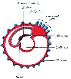 Allantois - wikidoc