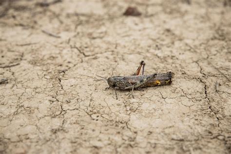 Premium Photo | Closeup of a grasshopper