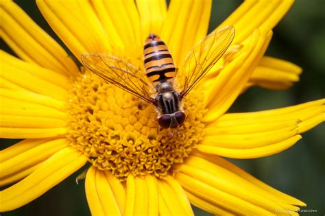 Syrphidae (Hoverflies)