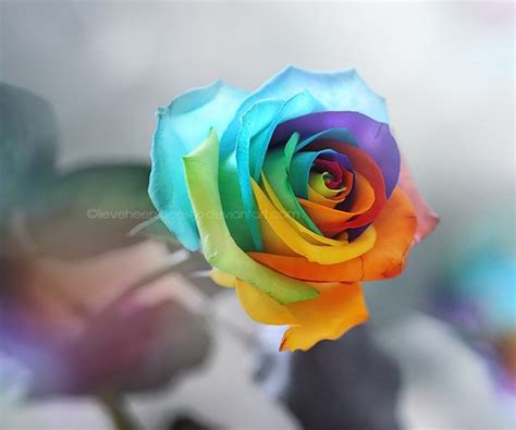 🔥 [50+] Rainbow Roses Wallpapers | WallpaperSafari