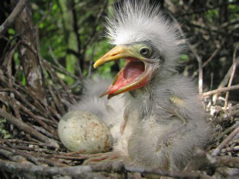 15 Absolutely Gorgeous Photos of Mississippi Wildlife