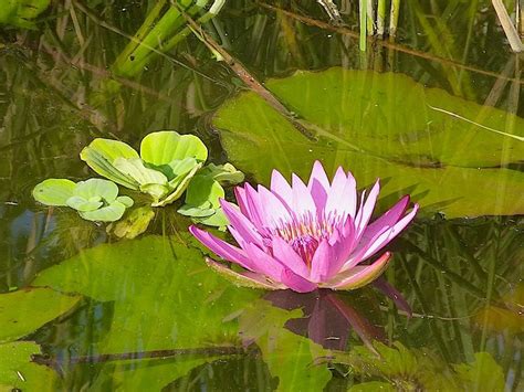 south korean water lily Water Lily, Korean, South, Flowers, Plants ...