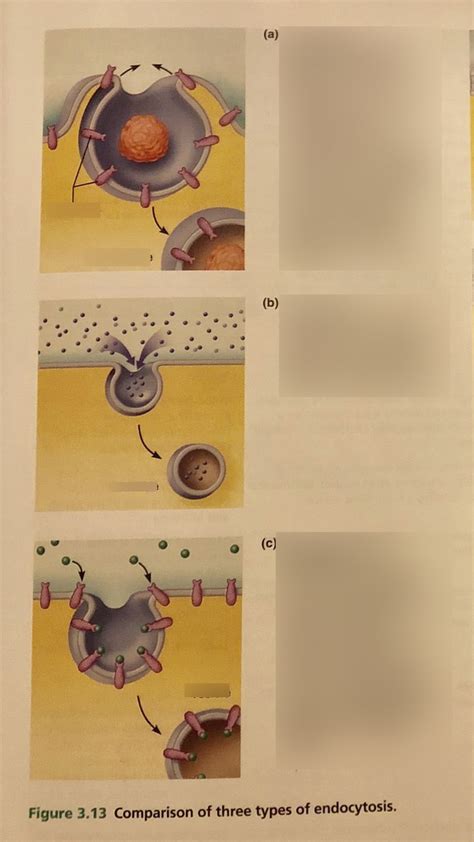 Figure 3.13 Types of endocytosis Diagram | Quizlet