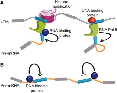 Key mechanisms of alternative pre-mRNA splicing. A, Histone... | Download Scientific Diagram