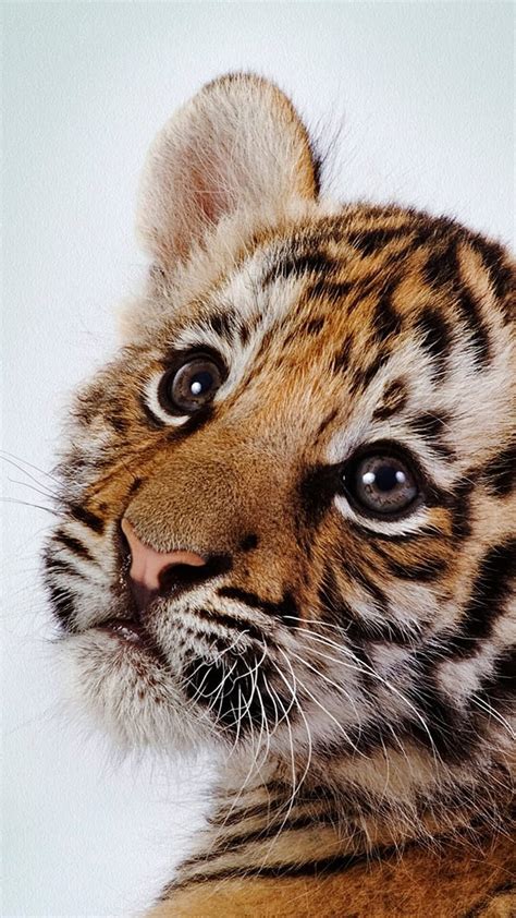 Baby Animal iPhone . Tiger , Tiger iphone, android, Cute Tiger HD phone wallpaper | Pxfuel