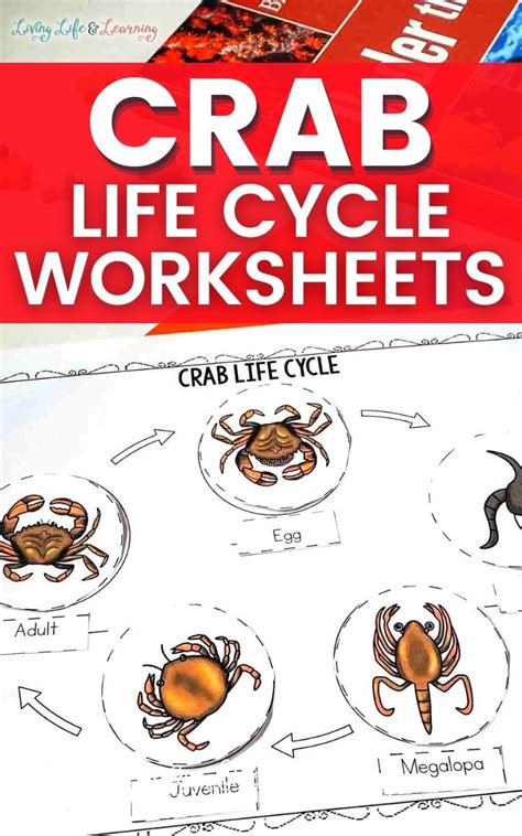 Crab Life Cycle Worksheets