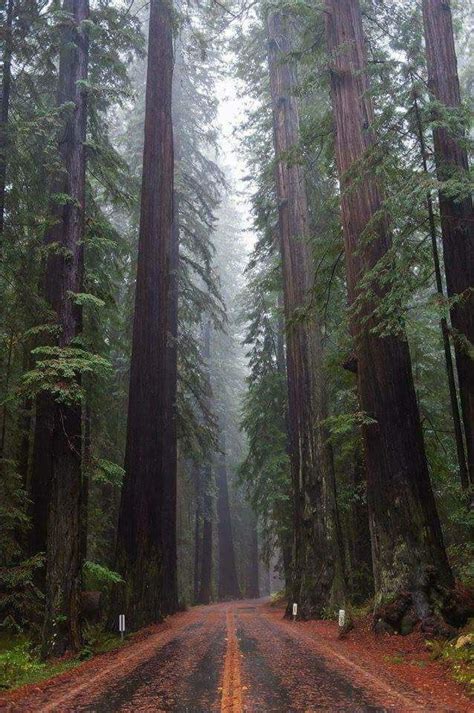 A road running through the Redwood forest. - Awesome | Redwood forest california, Crater lake ...