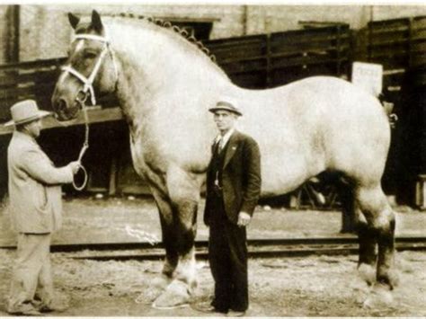 Belgian draft horse "Brooklyn Supreme" of the 1930s stood 19.2 hands ...