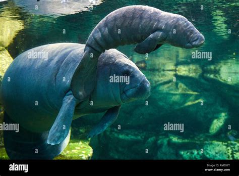 Caribbean manatee or West Indian manatee mother with baby, 2 days old ...