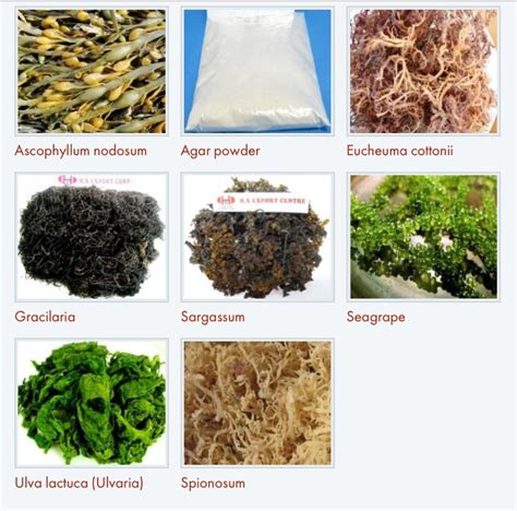 Superfood Seaweed: Nutrition & Health Benefits – Eat Algae