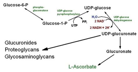 Uronic Acid Pathway: Enzymes, Steps, Applications