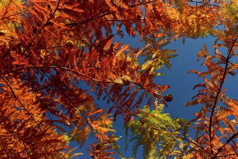 Canopy of a tree in full autumn bloom Photograph by Lisa Crawford ...