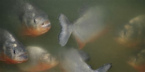 Swarm Of Biting Fish Injure More Than 70 Bathers Near Rosario ...