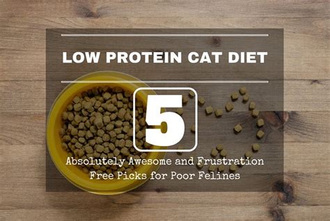 Low Protein Cat Foods – 5 Absolutely Awesome and Frustration Free Picks for Poor Felines - TinPaw