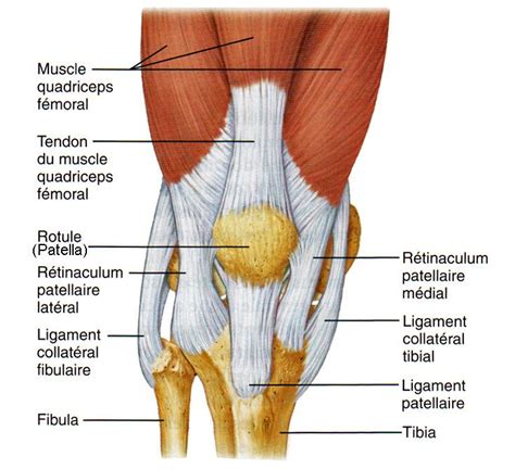 Les Os de la Jambe et du Pied - planches anatomiques. Tendon, Horse Care Tips, Anatomy Bones ...