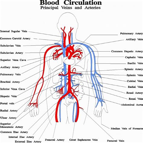 Cardiovascular System Diagram Circulatory System Diagram Label Human Circulatory System Diagram ...