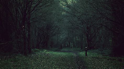 Dark Forest. [3840x2160] | Dark forest, Dark naturalism, Forest wallpaper