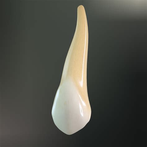 tooth upper canine 3d max