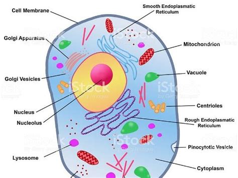 CIE Biology AS Cell structure lessons | Teaching Resources