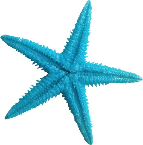 Blue Starfish Clipart | Free download on ClipArtMag