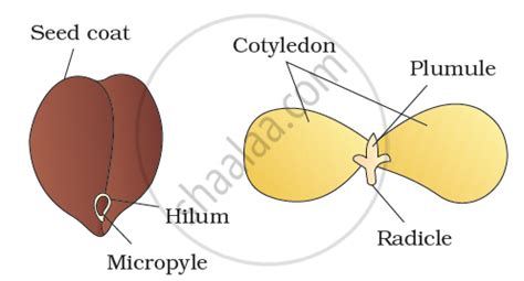 Draw the Labelled Diagram of the Following: Gram Seed - Biology ...