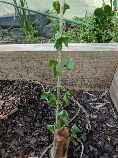 First year hop growth - one bine dying | Homebrew Talk - Beer, Wine ...