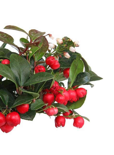 Wintergreen Berries with Foliage on White Background Wintergreen Berries with Foliage Stock ...