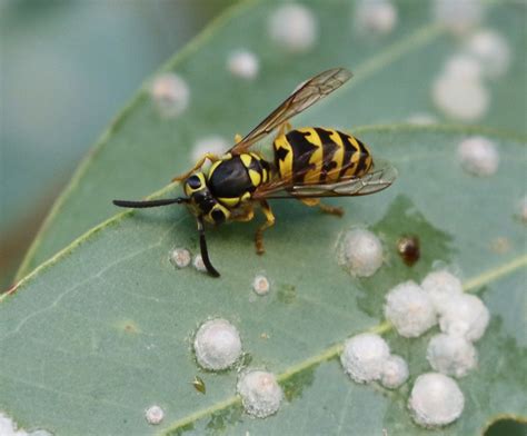 Yellow Jacket Removal Tips from the Pros | ABC Humane WildlifeABC ...