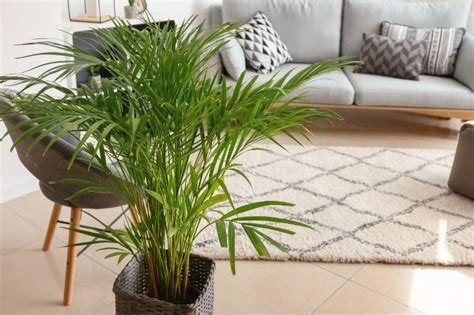 Areca Palm Propagation - A Step By Step Guide - Smart Garden Guide