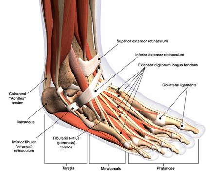 Calcaneus Fracture | Seaview Orthopaedic & Medical Associates