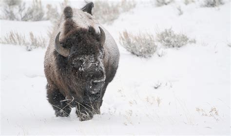 Bison in Yellowstone | Winter's Chill