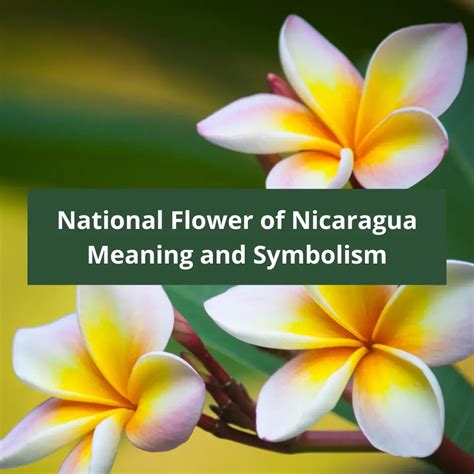 Nicaragua National Bird And Flower | Best Flower Site