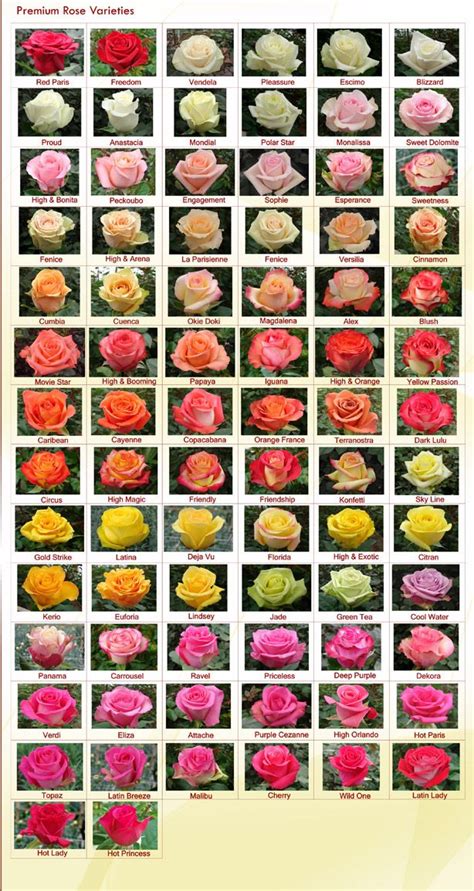 Rose Varieties - RAINFOREST FARMS & BOUQUETS | Rose varieties, Types of roses, Beautiful flowers