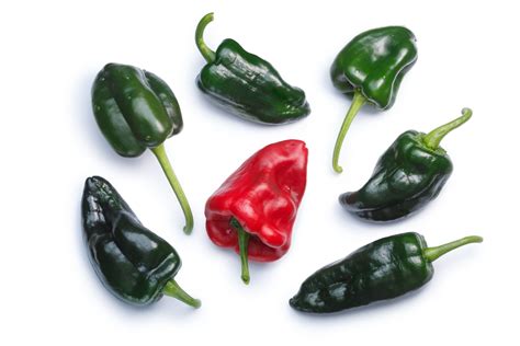 Ancho Poblano Pepper a Mexican Heirloom Hot Pepper Seeds - Etsy ...